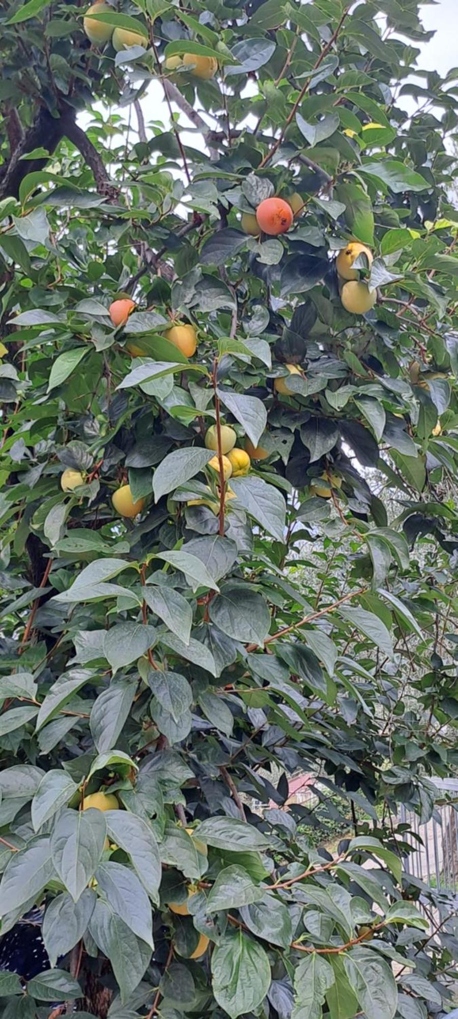 Appartamento Ciclamino Malcesine Exterior foto